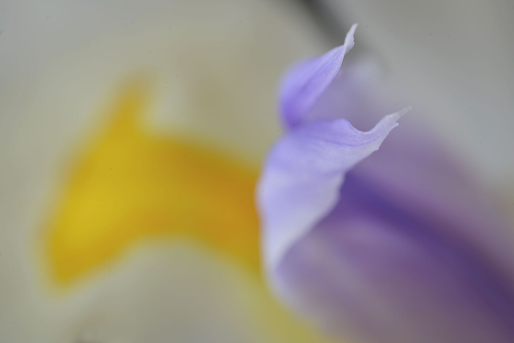 Macro - lily by jeneurell