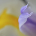 Macro - lily