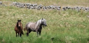 15th Jul 2025 - Glen Isla Ponies