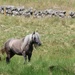 Glen Isla Ponies