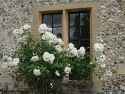15th Jul 2025 - white roses by the window