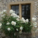 white roses by the window