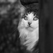 Cat at Mt Vic