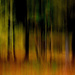 Trees by dide
