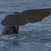 Sperm Whale Tail by yorkshirekiwi
