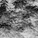Inverted leaves of the Sweetgum tree...