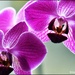 Orchid by rosiekind