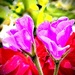 Ivy Geraniums 