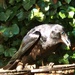 Crow Visitor