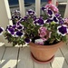 Geraniums