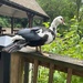 Muscovy duck by tinley23