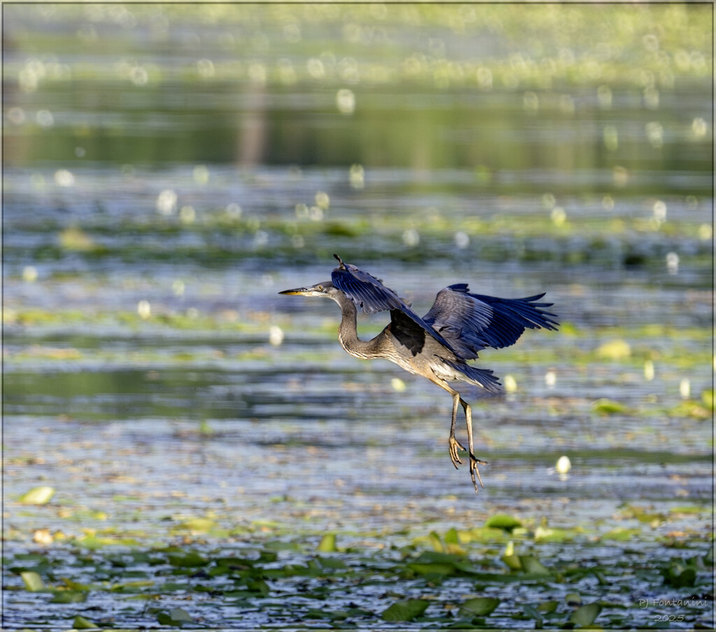 Lift Off by bluemoon