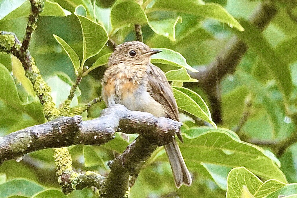 Juvenile Robin by carole_sandford