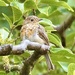 Juvenile Robin