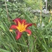 One Last Day Lilly by pej76