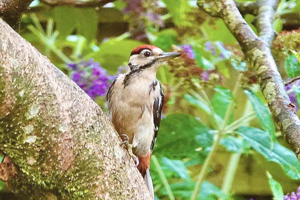 Soggy Woodpecker  by carole_sandford