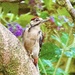 Soggy Woodpecker 