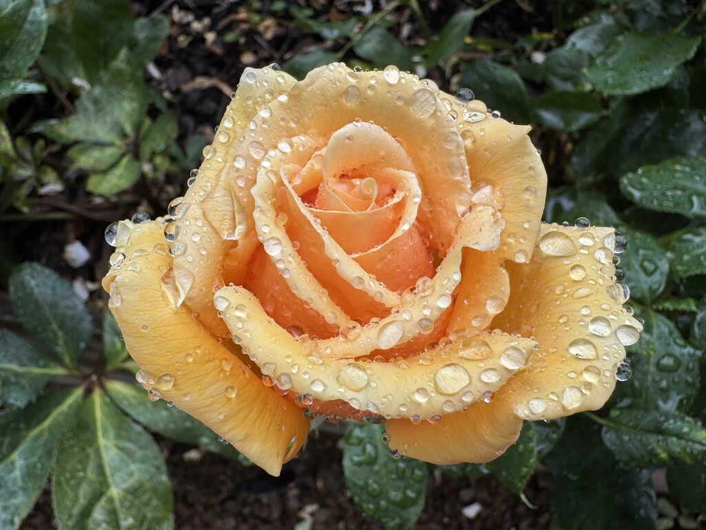It Finally Rained! by susiemc