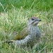 Green Woodpecker 