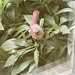 Female cardinal 😡