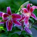 Stargazer Lilies