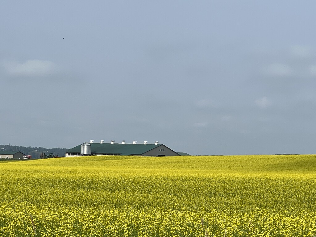 Canola Field by radiogirl