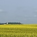 Canola Field