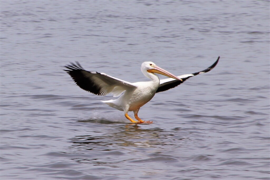 Perfect Landing On The Illinois River by randy23