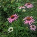 Wild flowers downtown  by zilli