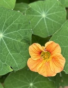15th Jul 2025 - Nasturtium flower 