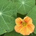 Nasturtium flower 