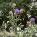 Wild flowers 