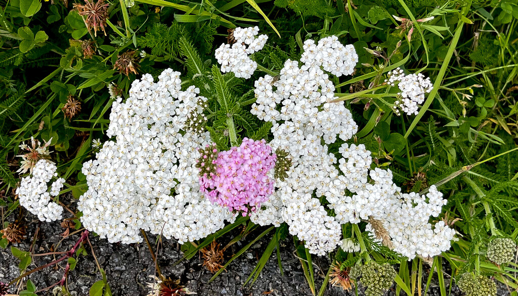 Common Yarrow by lifeat60degrees