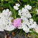 Common Yarrow
