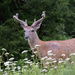Young Buck by mccarth1
