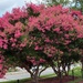 The Extravagance of Crepe Myrtle