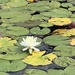 Water Lilies are in Bloom