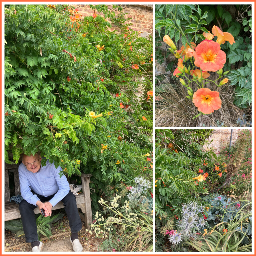 Our Secret Chinese Trumpet Vine Bower  by foxes37