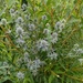 My surprise Sea Holly