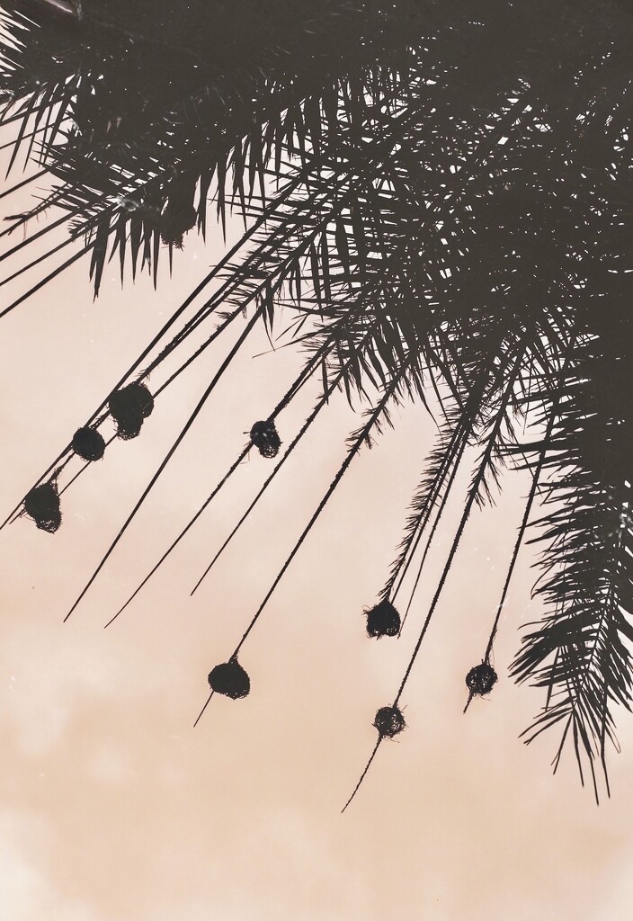 Looking Up at Weaver Nests  by cocokinetic