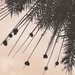 Looking Up at Weaver Nests 