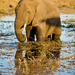 We made it to Chobe  P7109971 by merrelyn