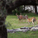 Deer Family  by dkellogg