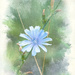 A Single Chicory Flower