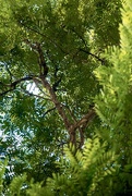 16th Jul 2025 - Forest Greenery 