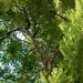 Forest Greenery 