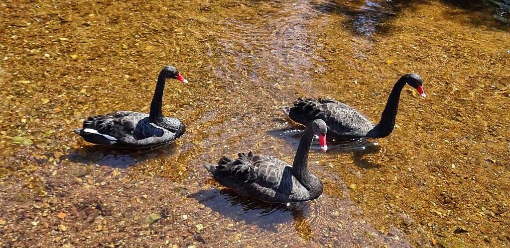 Black Swans...... by cutekitty