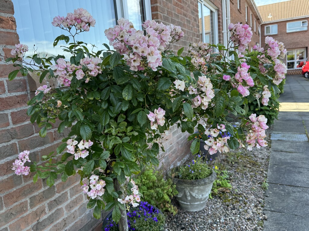 Rose tree - before pruning  by alipalk59