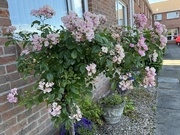 16th Jul 2025 - Rose tree - before pruning 