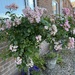 Rose tree - before pruning 